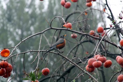 A robin perched on a persimmon tree